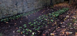 Primulas in the border at the south wall
