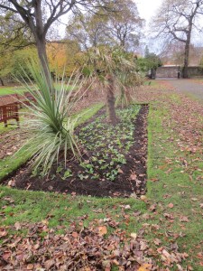 Winter bedding planted by CEC