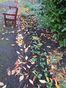 More planting in the east border