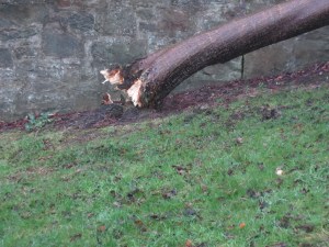 Snapped in the wind!