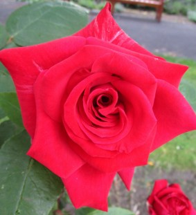 IMG_3289 (1162x1280)