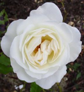 IMG_3292 (1177x1280)