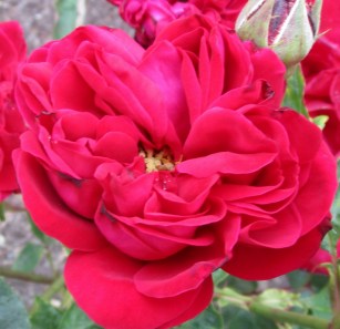 IMG_3295 (1280x1240)