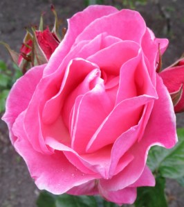 IMG_3296 (1139x1280)