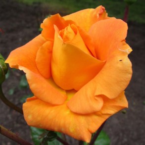 IMG_3299 (1280x1280)