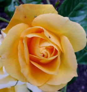 IMG_3300 (1217x1280)