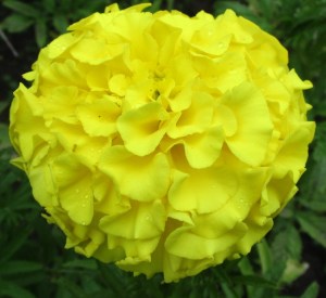 IMG_3303 (1280x1175)