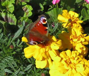 IMG_3680 (1280x1104)