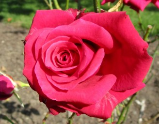 IMG_3836 (1280x1001)