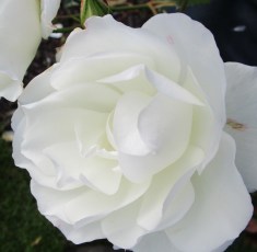 IMG_4289 (1280x1258)