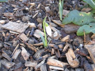 Our first snowdrop of 2015