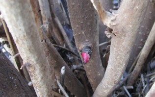 New buds on the tree peony