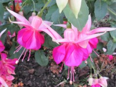 fuschia