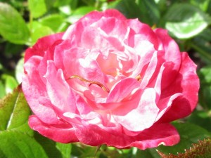 IMG_5068 1
